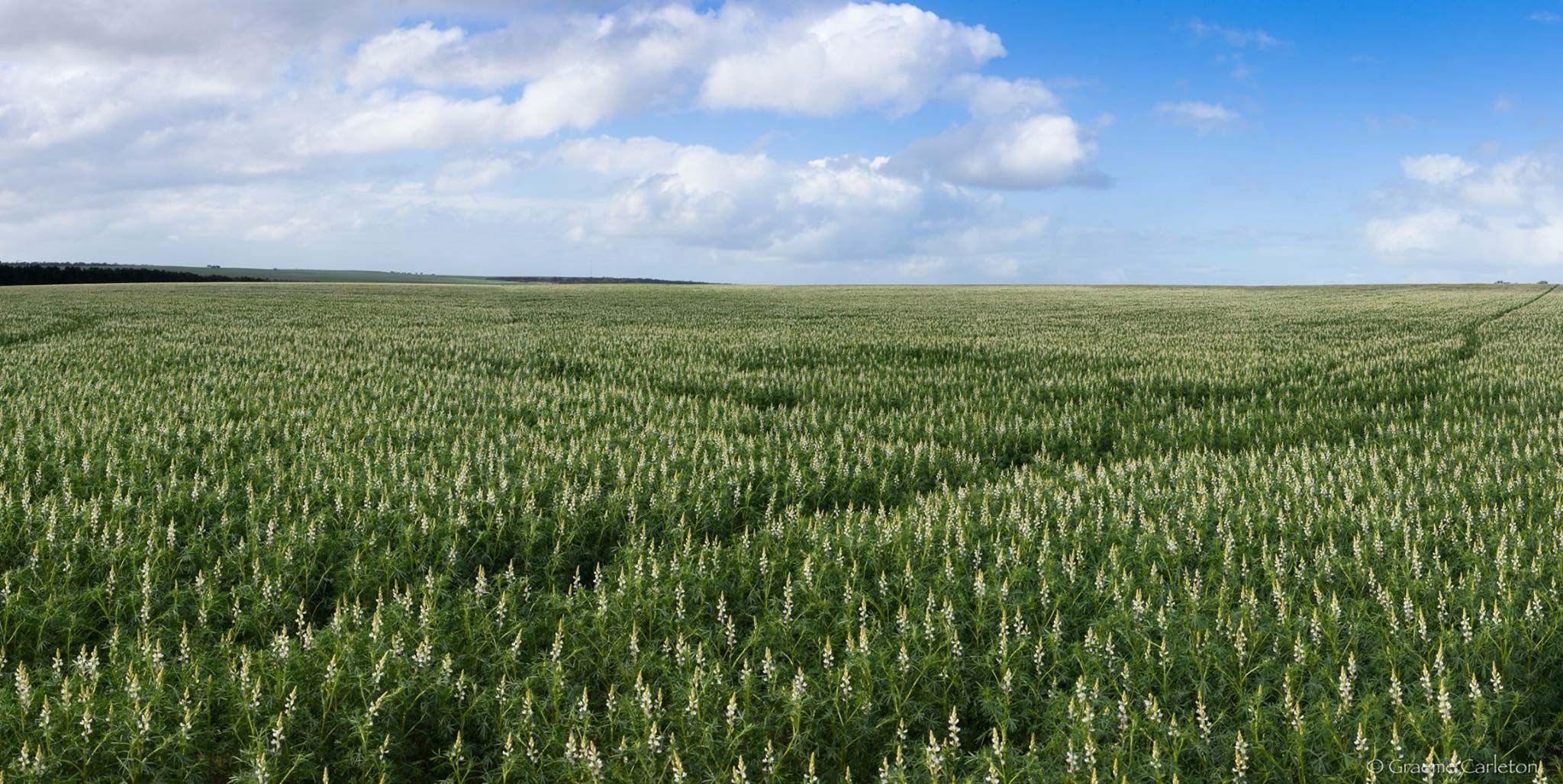 Lupin Plantation Australia